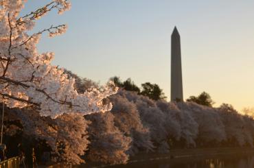 The Washington Monument, located in Washington DC in the background of cherry blossom trees